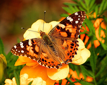 closeup photography of painted lady butterfly perching on yellow flower during daytime thumbnail