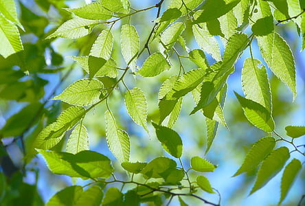 green leafed tree thumbnail