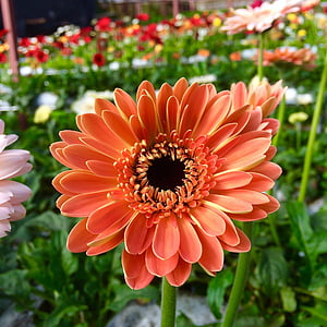 pink and yellow petaled flower thumbnail