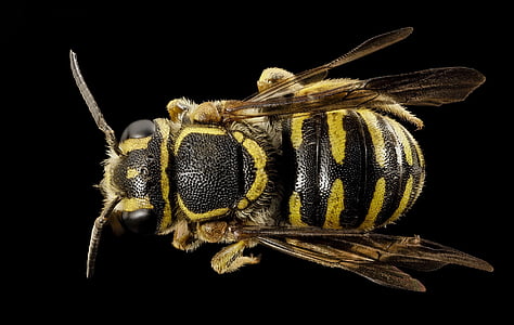 macro photography of black and yellow wasp thumbnail