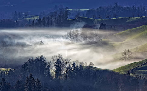 trees in mist thumbnail