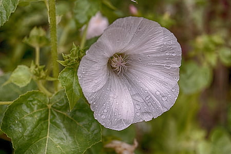 macro shot photography of white flower thumbnail