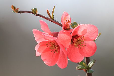 shallow focus photgraphy of pink flowers thumbnail