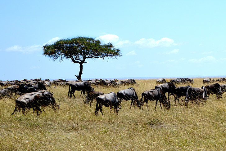 group of cow under blue sky