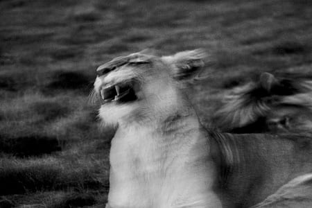 grayscale photography of lioness thumbnail