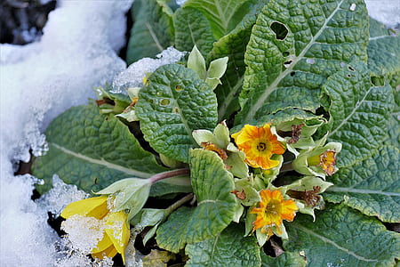 selective focus photo of yellow petaled flowers thumbnail