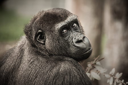 selective photo of Gorilla thumbnail
