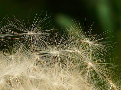 close up photography of dandelion thumbnail