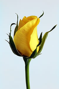 nature, yellow, petals, flower thumbnail