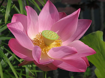 closeup photo of pink petaled flower thumbnail