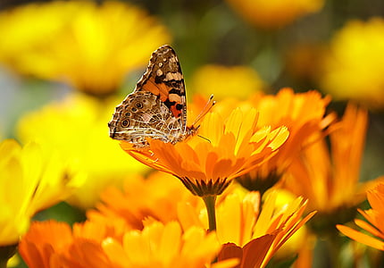 brown and black Butterfly on flower thumbnail