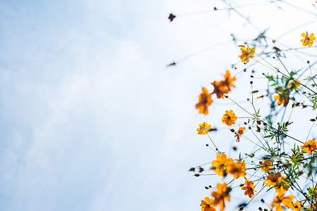 yellow and orange flowers thumbnail