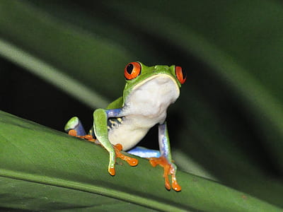 green and white frog on leaf thumbnail