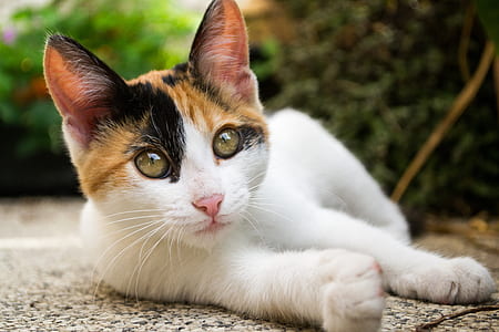close-up photo of black, brown, and white calico cat lying on ground at daytime thumbnail