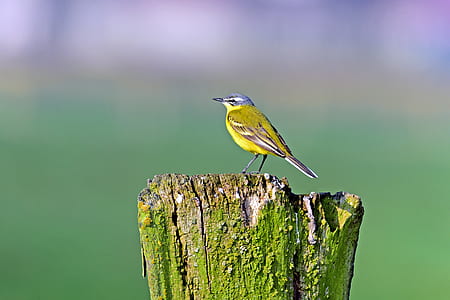 yellow wagtail, songbirds, meadow birds thumbnail
