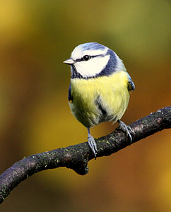 green, blue and white bird thumbnail