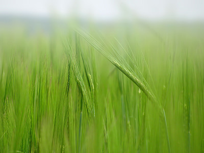 green grass thumbnail