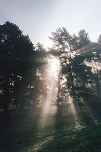 sunlight passing through trees during sunrise thumbnail