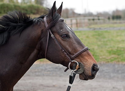brown horse in the field thumbnail