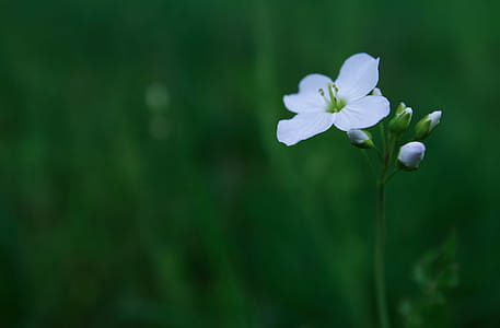 Selective Focus Photography of White Flower thumbnail