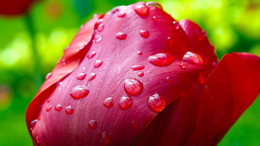 red tulip flower with water dew thumbnail