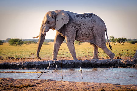 elephant walking near body of water thumbnail