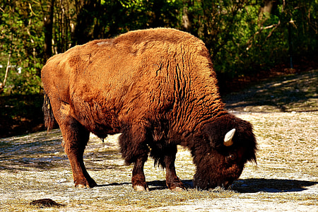 bison during daytime thumbnail