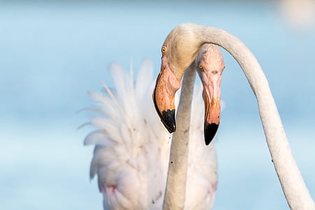 closeup photography of two fowls thumbnail