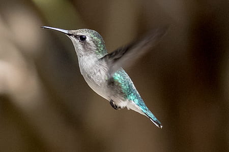 selective focus photography of flying hummingbird thumbnail