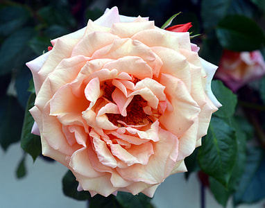 selective focus photography of beige rose in full bloom thumbnail