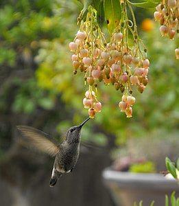 hummingbird near white fruits thumbnail