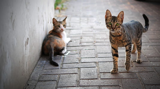 brown tabby cat beside calico cat thumbnail