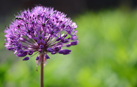 purple dandelion thumbnail