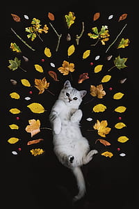 silver Tabby cat thumbnail