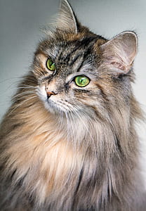 photo of brown tabby cat thumbnail