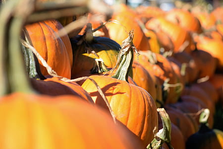 line of pumpkins thumbnail
