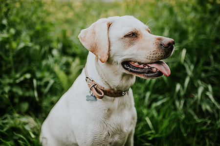 short-coated white dog wearing collar sitting on green grass with tongue out thumbnail