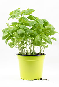 green leafed plant in yellow pot thumbnail