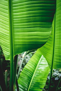 focus photography of banana leaves thumbnail