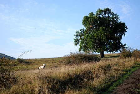 green trees and grass field thumbnail