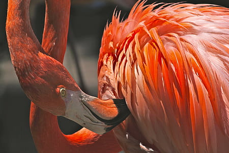 Orange and White Feathered Bird thumbnail
