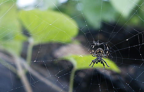 black spider on web thumbnail
