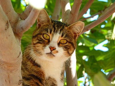 gray tabby cat on plant thumbnail