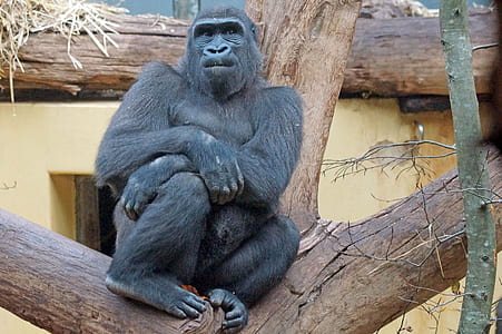 black gorilla on tree thumbnail