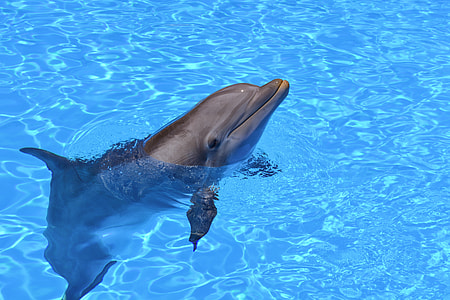 closeup photo of dolphin on body of water thumbnail