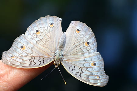 white peacock butterfly on human finger tip thumbnail