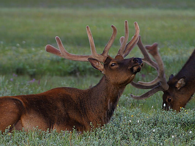 two brown deer on grass during daytime thumbnail