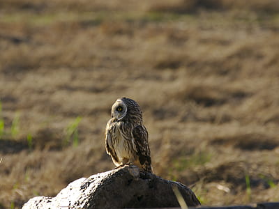 brown owl on rock thumbnail