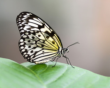 yellow and black butterfly on green leaf thumbnail