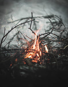 selective focus photography of a burning twigs thumbnail